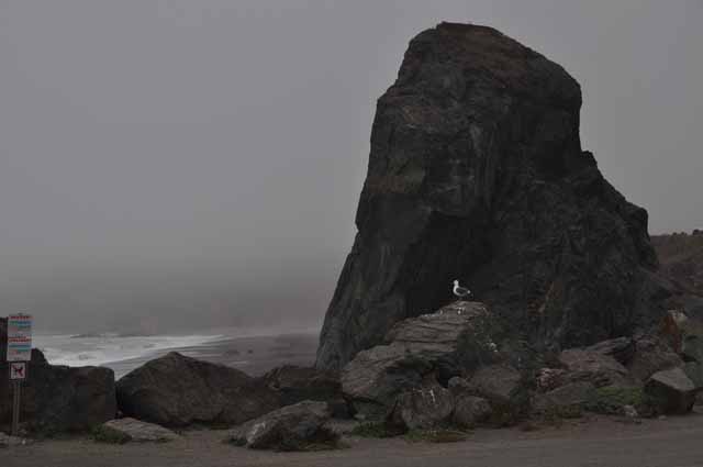 Goat Rock Beach